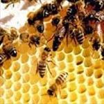 پاورپوینت-الگوریتم-کلونی-مورچه-و-زنبور-عسل-