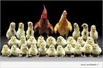 جزوه-مرغداری-و-پرورش-مرغ-گوشتی
